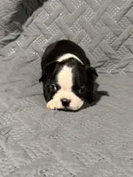 B4, a male Boston Terrier for sale in La Veta, CO – 2 of 7
