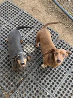 Mrs. B, a female Miniature Dachshund for sale in La Veta, CO – 2 of 3