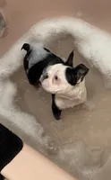 Tazzy, a female Boston Terrier for sale in La Veta, CO – 5 of 10