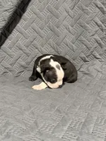 B3, a male Boston Terrier for sale in La Veta, CO – 7 of 10