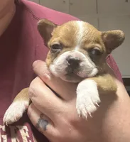 B1, a male Boston Terrier for sale in La Veta, CO – 3 of 9