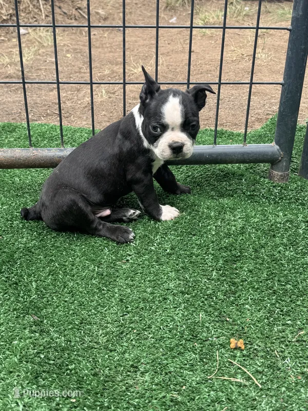 B4 – Boston Terrier puppy for sale in La Veta, CO