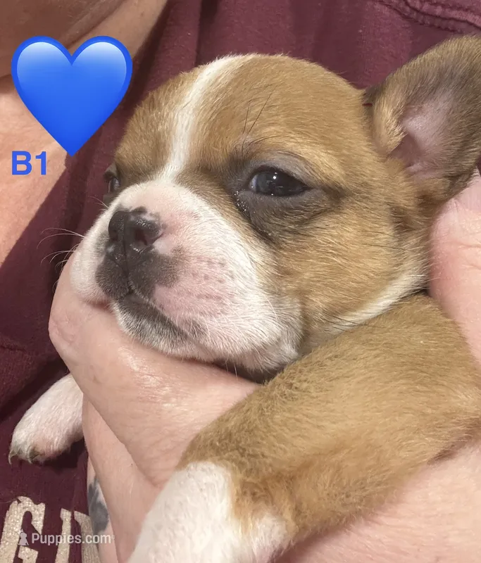 B1 – Boston Terrier puppy for sale in La Veta, CO