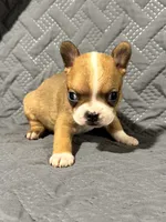 B1, a male Boston Terrier for sale in La Veta, CO – 6 of 9