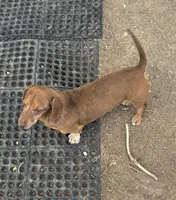 Baxter, a male Miniature Dachshund for sale in La Veta, CO – 2 of 3
