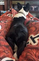Tazzy, a female Boston Terrier for sale in La Veta, CO – 7 of 10