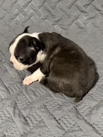 F2, a female Boston Terrier for sale in La Veta, CO – 6 of 9