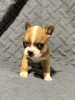 B1, a male Boston Terrier for sale in La Veta, CO – 7 of 9