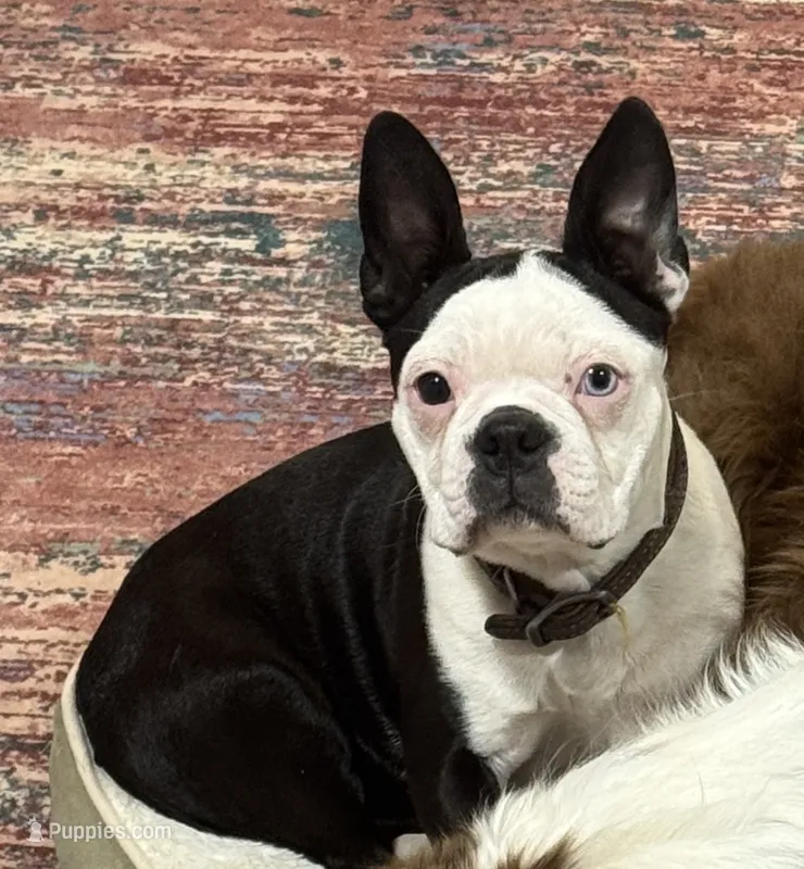 Tazzy – Boston Terrier puppy for sale in La Veta, CO