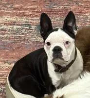 Tazzy, a female Boston Terrier for sale in La Veta, CO – 1 of 10