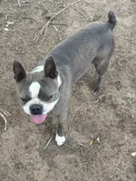 Dave, a male Boston Terrier for sale in La Veta, CO – 4 of 7