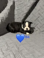B4, a male Boston Terrier for sale in La Veta, CO – 1 of 7