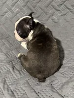 F2, a female Boston Terrier for sale in La Veta, CO – 4 of 9