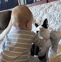 Tazzy, a female Boston Terrier for sale in La Veta, CO – 3 of 10