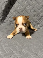 B2, a male Boston Terrier for sale in La Veta, CO – 4 of 10
