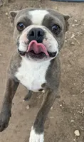 Dave, a male Boston Terrier for sale in La Veta, CO – 2 of 7