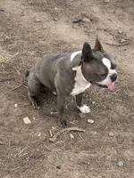 Dave, a male Boston Terrier for sale in La Veta, CO – 5 of 7