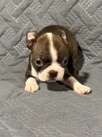 F1, a female Boston Terrier for sale in La Veta, CO – 2 of 9