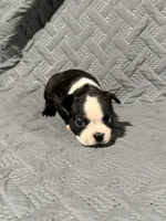 B4, a male Boston Terrier for sale in La Veta, CO – 5 of 7