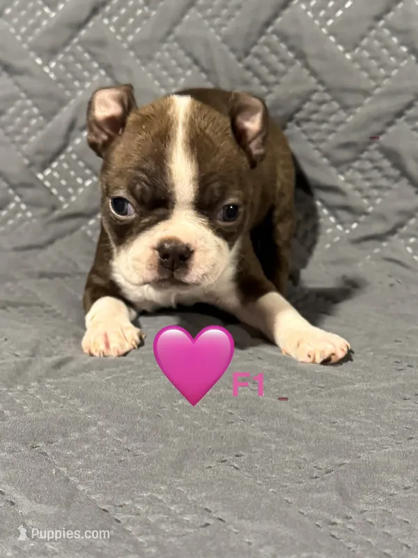 F1 – Boston Terrier puppy for sale in La Veta, CO