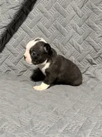 B3, a male Boston Terrier for sale in La Veta, CO – 4 of 10