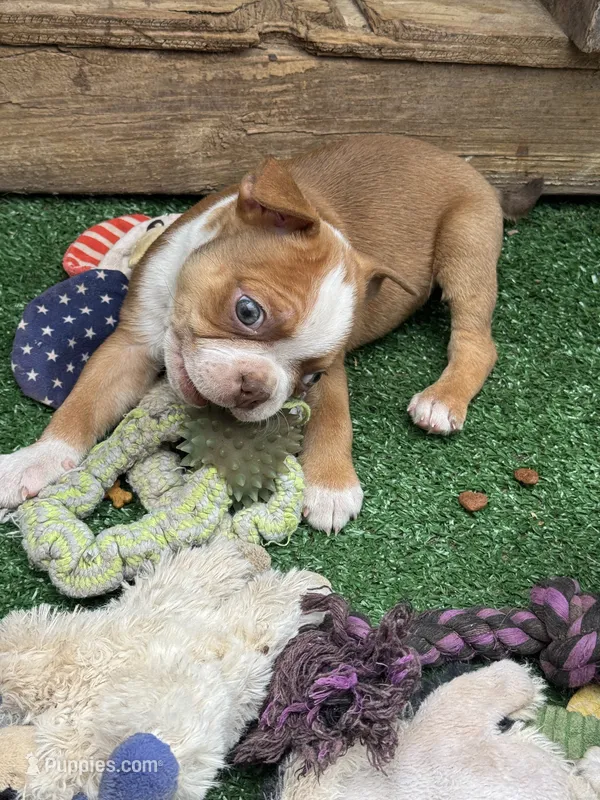 B2 – Boston Terrier puppy for sale in La Veta, CO