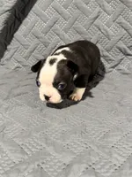 B3, a male Boston Terrier for sale in La Veta, CO – 8 of 10