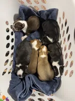 B1, a male Boston Terrier for sale in La Veta, CO – 9 of 9