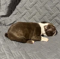 F1, a female Boston Terrier for sale in La Veta, CO – 4 of 9