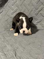 F2, a female Boston Terrier for sale in La Veta, CO – 2 of 9
