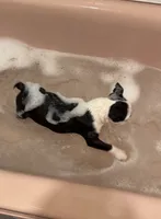 Tazzy, a female Boston Terrier for sale in La Veta, CO – 6 of 10