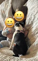 Tazzy, a female Boston Terrier for sale in La Veta, CO – 10 of 10