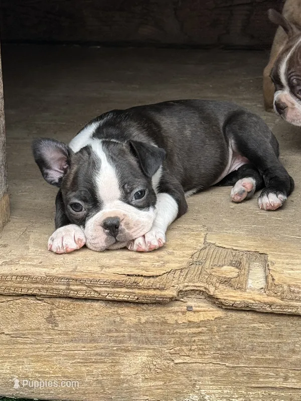 F2 – Boston Terrier puppy for sale in La Veta, CO