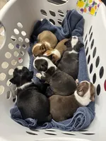 F1, a female Boston Terrier for sale in La Veta, CO – 8 of 9