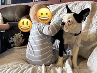 Tazzy, a female Boston Terrier for sale in La Veta, CO – 2 of 10