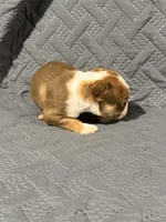 B2, a male Boston Terrier for sale in La Veta, CO – 7 of 10