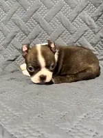 F1, a female Boston Terrier for sale in La Veta, CO – 5 of 9