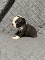 B3, a male Boston Terrier for sale in La Veta, CO – 5 of 10