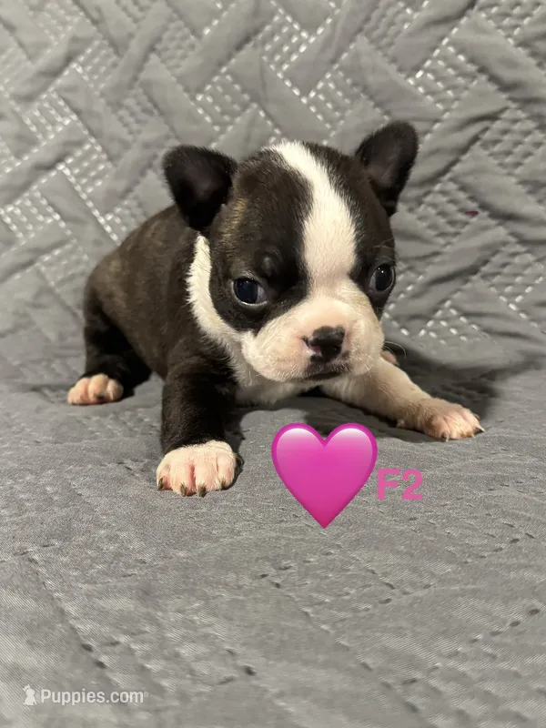 F2 – Boston Terrier puppy for sale in La Veta, CO
