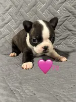 F2, a female Boston Terrier for sale in La Veta, CO – 1 of 9