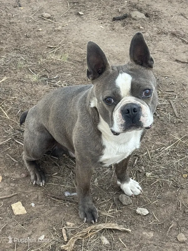Dave – Boston Terrier puppy for sale in La Veta, CO