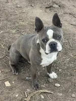 Dave, a male Boston Terrier for sale in La Veta, CO – 1 of 7