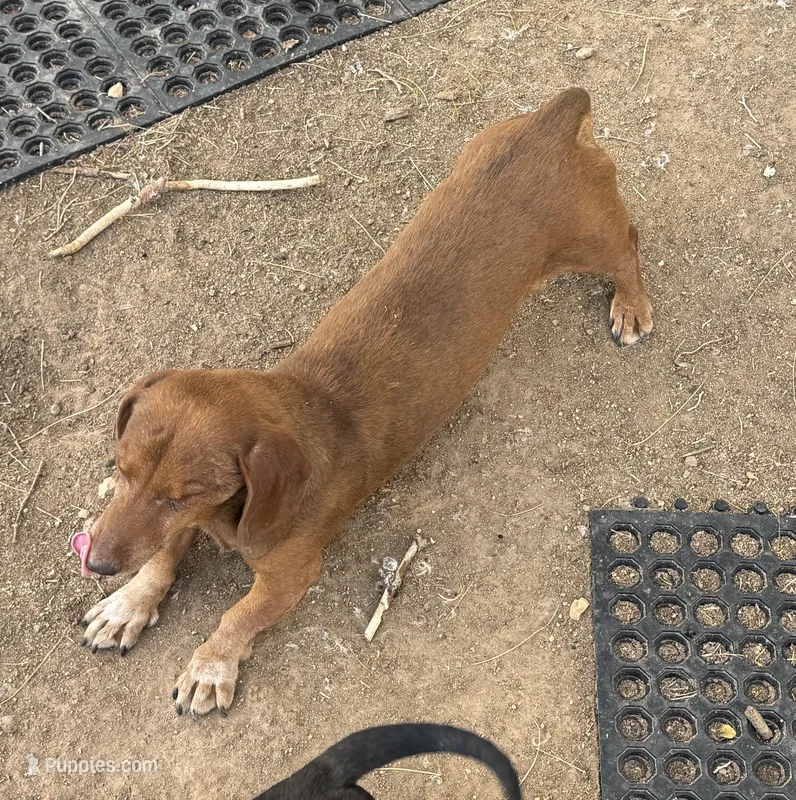 Baxter – Miniature Dachshund puppy for sale in La Veta, CO