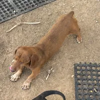 Baxter, a male Miniature Dachshund for sale in La Veta, CO – 1 of 3