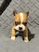 B1, a male Boston Terrier for sale in La Veta, CO – 2 of 9