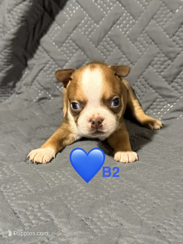 B2 – Boston Terrier puppy for sale in La Veta, CO
