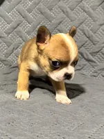 B1, a male Boston Terrier for sale in La Veta, CO – 4 of 9