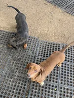 Baxter, a male Miniature Dachshund for sale in La Veta, CO – 3 of 3