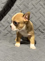 B1, a male Boston Terrier for sale in La Veta, CO – 5 of 9