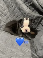 B3, a male Boston Terrier for sale in La Veta, CO – 1 of 10
